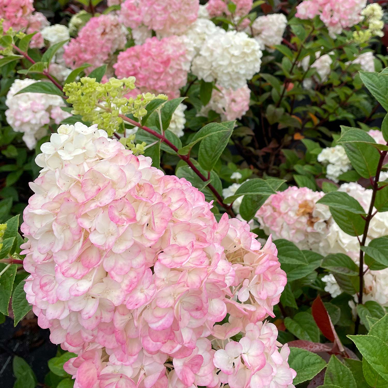 Rispenhortensie 'Sundae Fraise®' 3 Liter Container, 40 - 60 cm Liefergröße: 40 - 60 cm