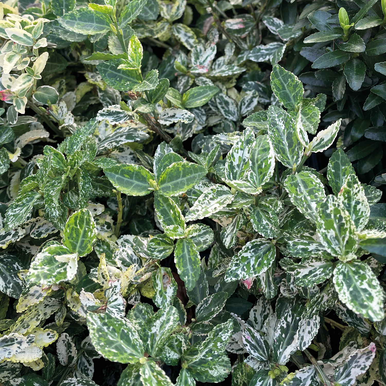 Kategorie <b>Rhododendren, Azaleen und Heide </b> - Kriechspindel 'Harlequin', 0,5 Liter, 15 - 20 cm Liefergröße: 15 - 20 cm - Euonymus 'Harlequin'