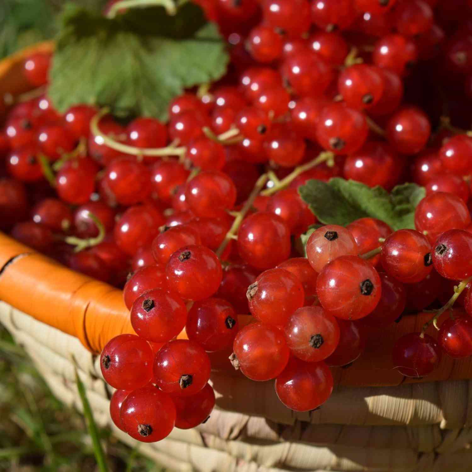 Rote Johannisbeere 'Rolan'