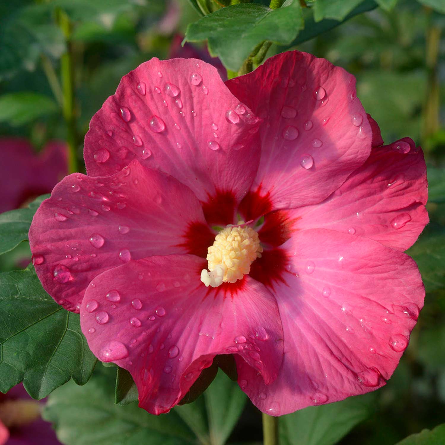 Kategorie <b>Produkt ohne Kategoriezuordnung </b> - Hibiskus 'Sup Bridge®' C3-5 40 - 60 cm Liefergröße: 40 - 60 cm - Hibiscus syriaca 'Sup'Bridge'
