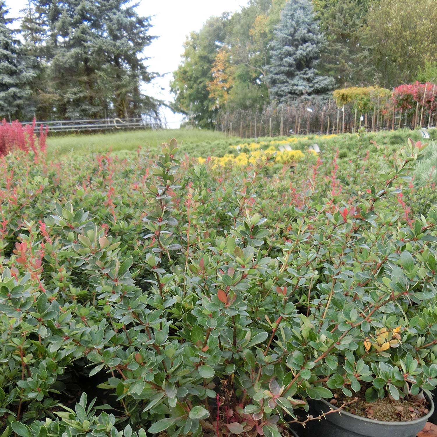 Kategorie <b>Produkt ohne Kategoriezuordnung </b> - Grüne Polster-Berberitze Liefergröße: 20-25 cm - Berberis buxifolia 'Nana'