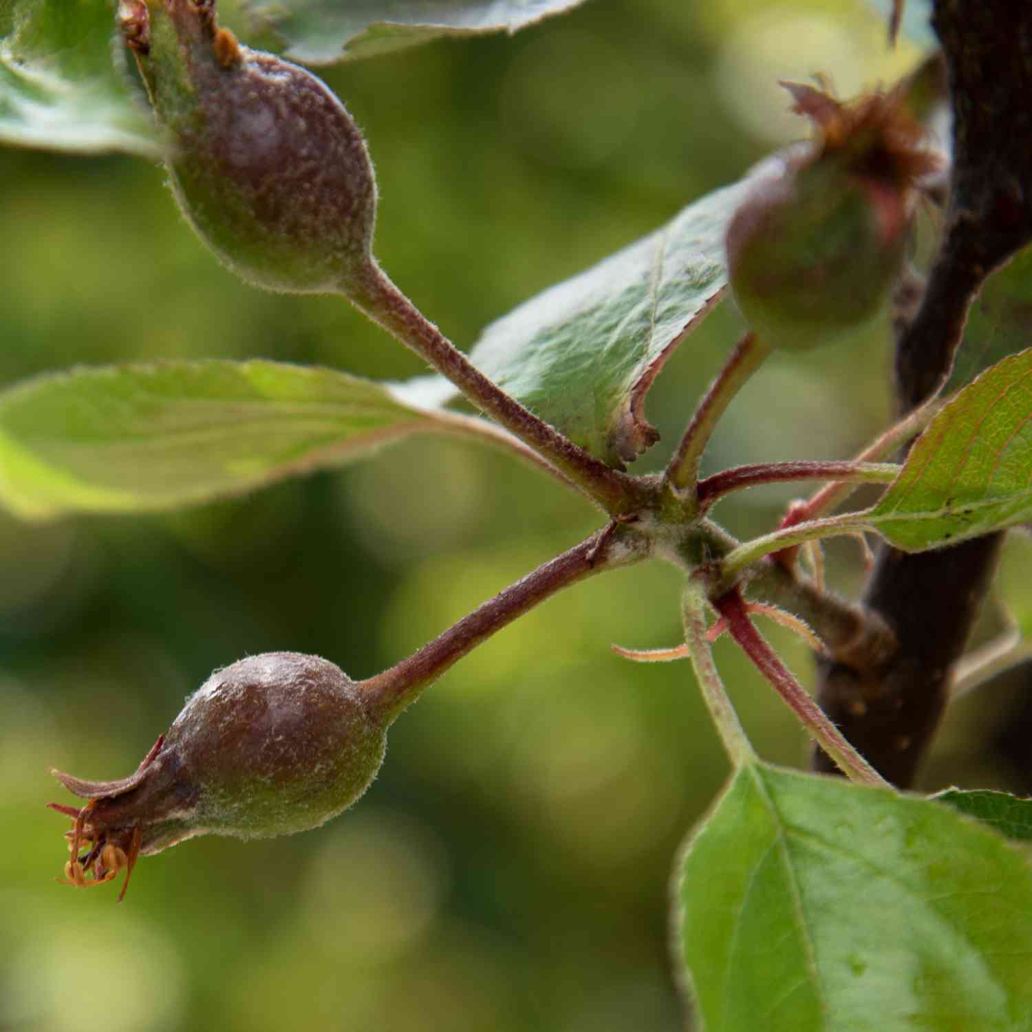Zwerg-Apfel 'Topaz®' - Busch