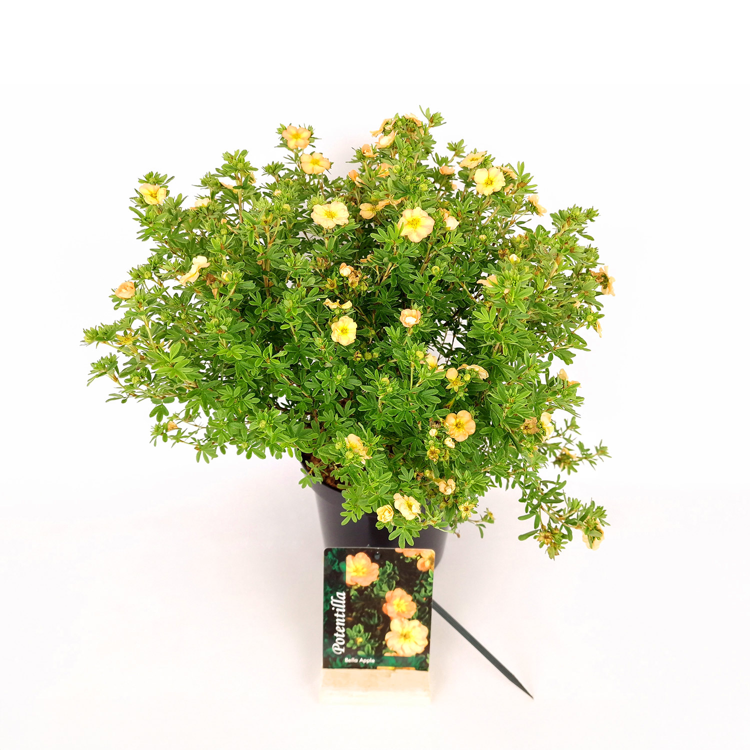 Kategorie <b>Blütensträucher und Ziergehölze </b> - Fingerstrauch 'Bella Apple' Liefergröße: 30 - 40 cm - Potentilla fruticosa 'Bella Apple'