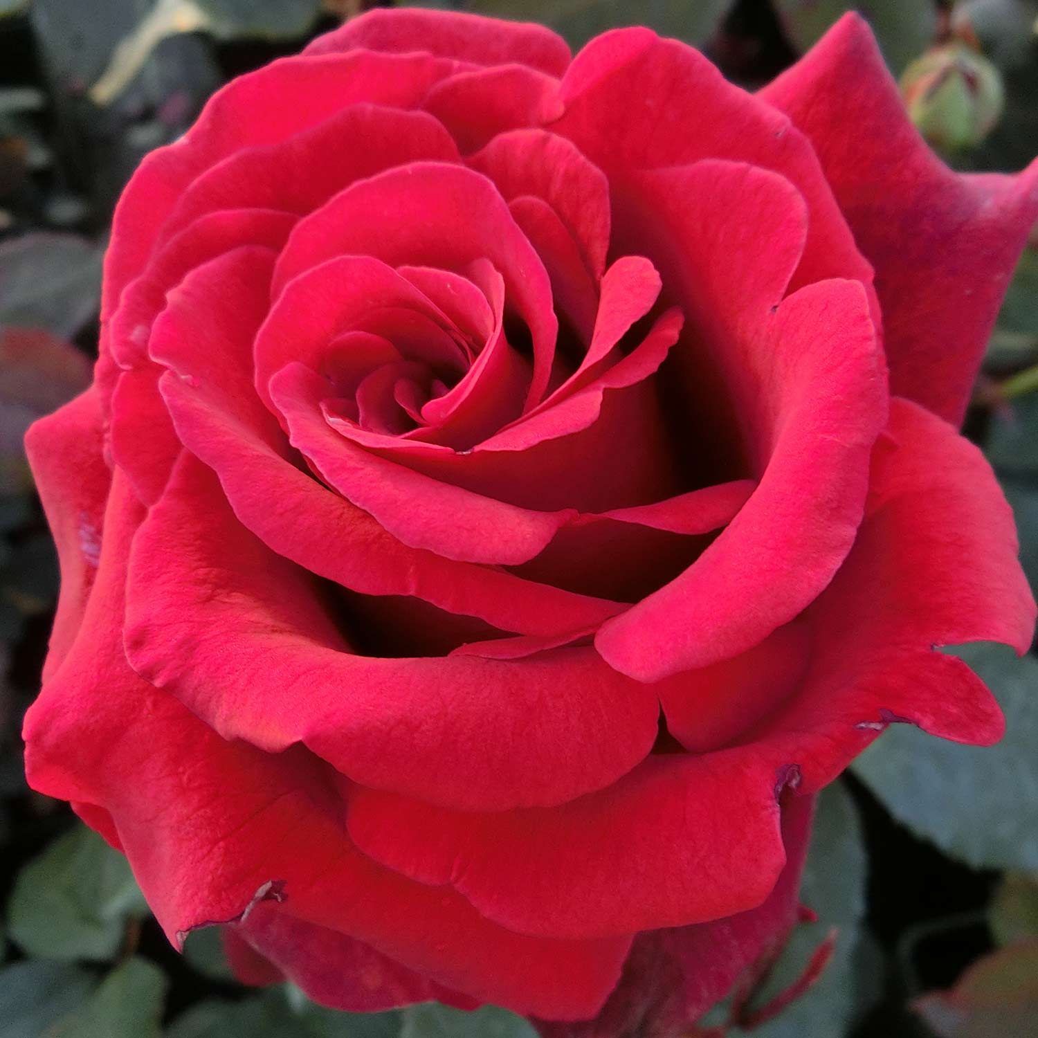 Edelrose 'Duftzauber '84®' 6 Liter Container Lieferform: Im 6 Liter Topf
