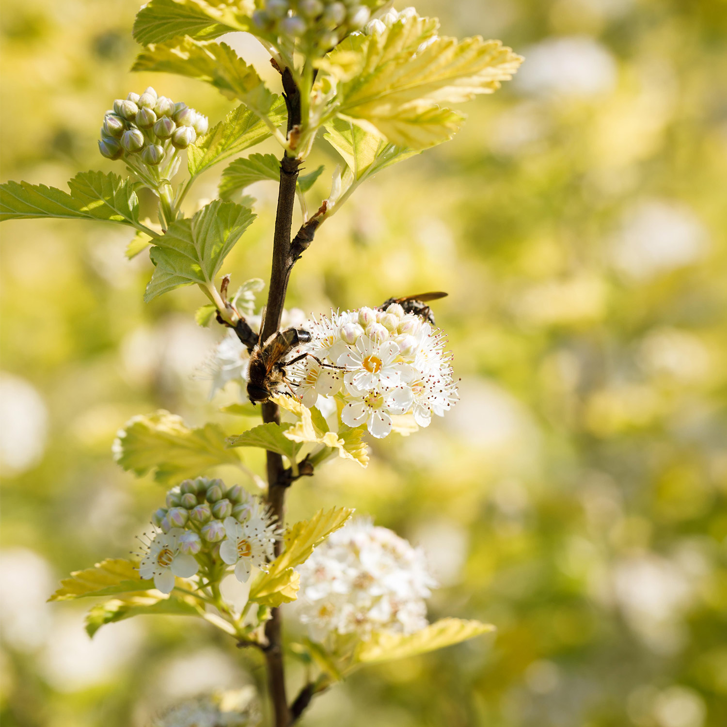 Blasenspiere 'Dart's Gold'