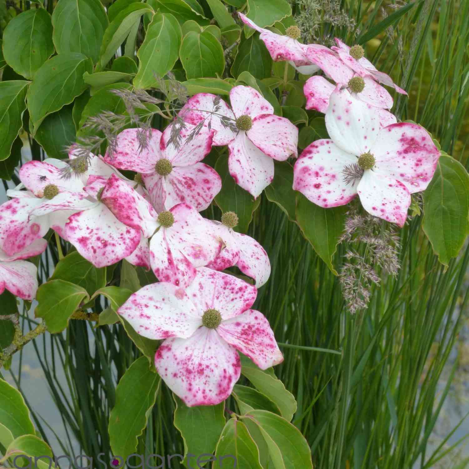 Blumenhartriegel 'Teutonia'
