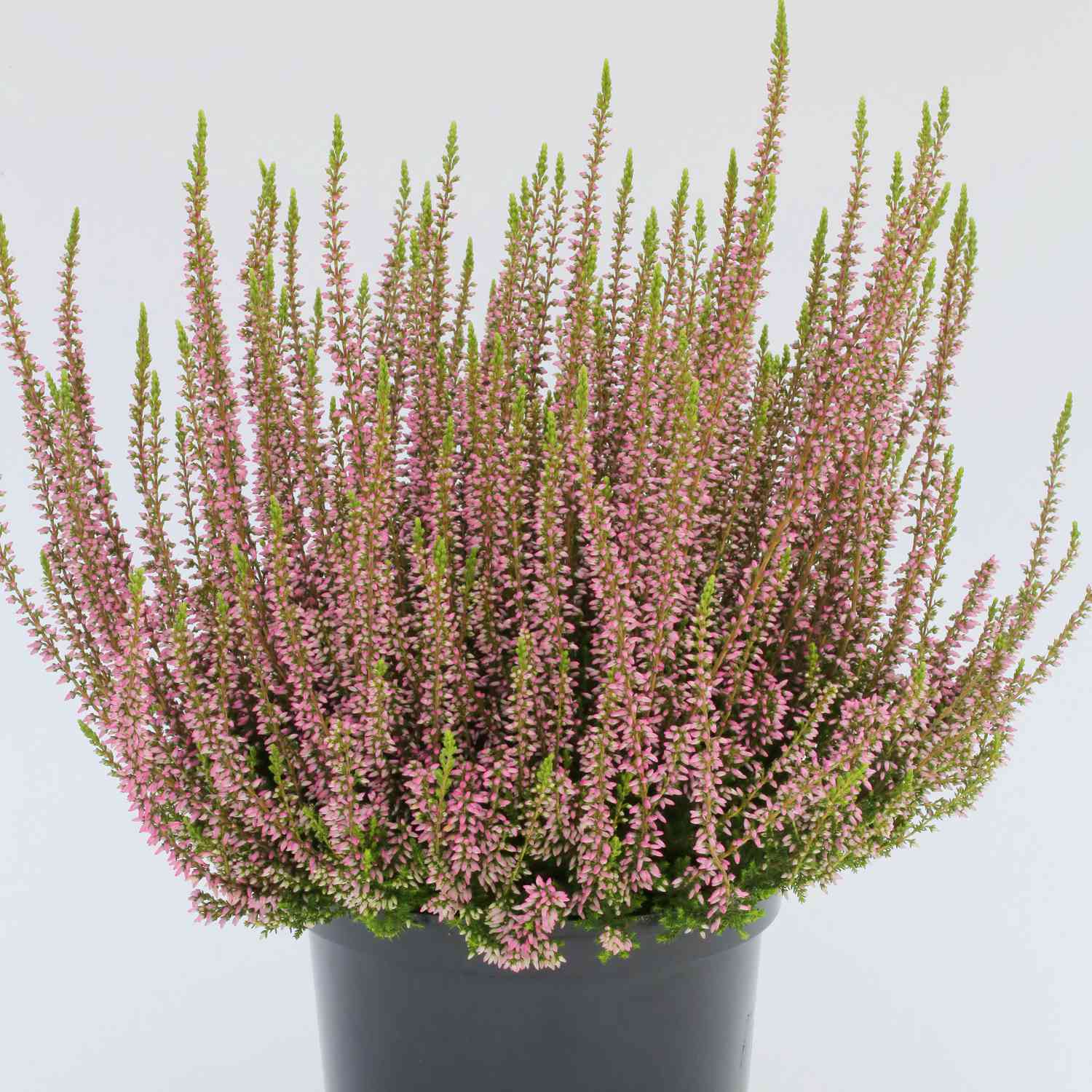 Winterharte Knospenheide 'Rosita' (Garden Girls®) Winterharte Knospenheide 'Rosita' (Garden Girls®)