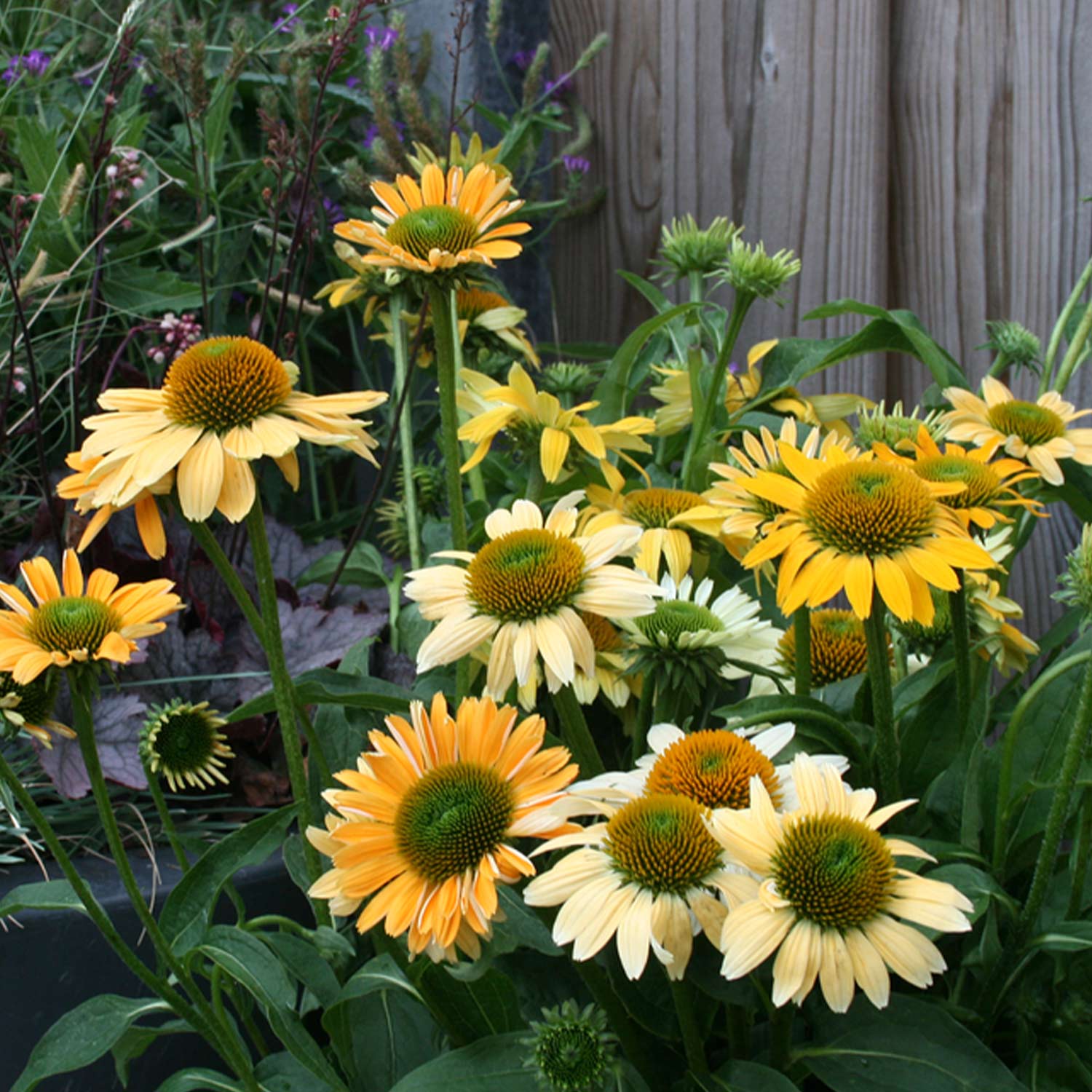 Sonnenhut 'Mellow Yellows®' Lieferform: Im 9 cm Topf