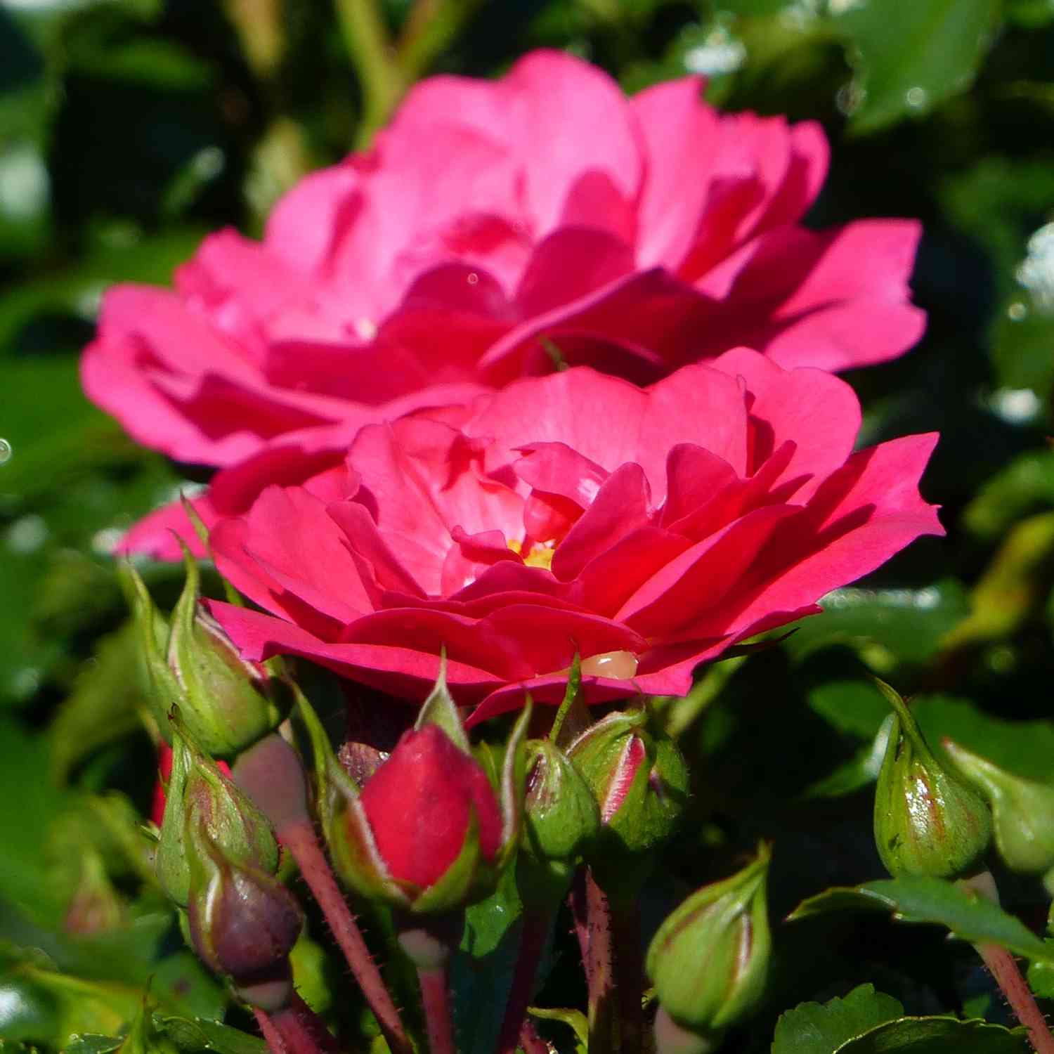 Bodendeckerrose 'Flower Carpet® Heidetraum®' ADR