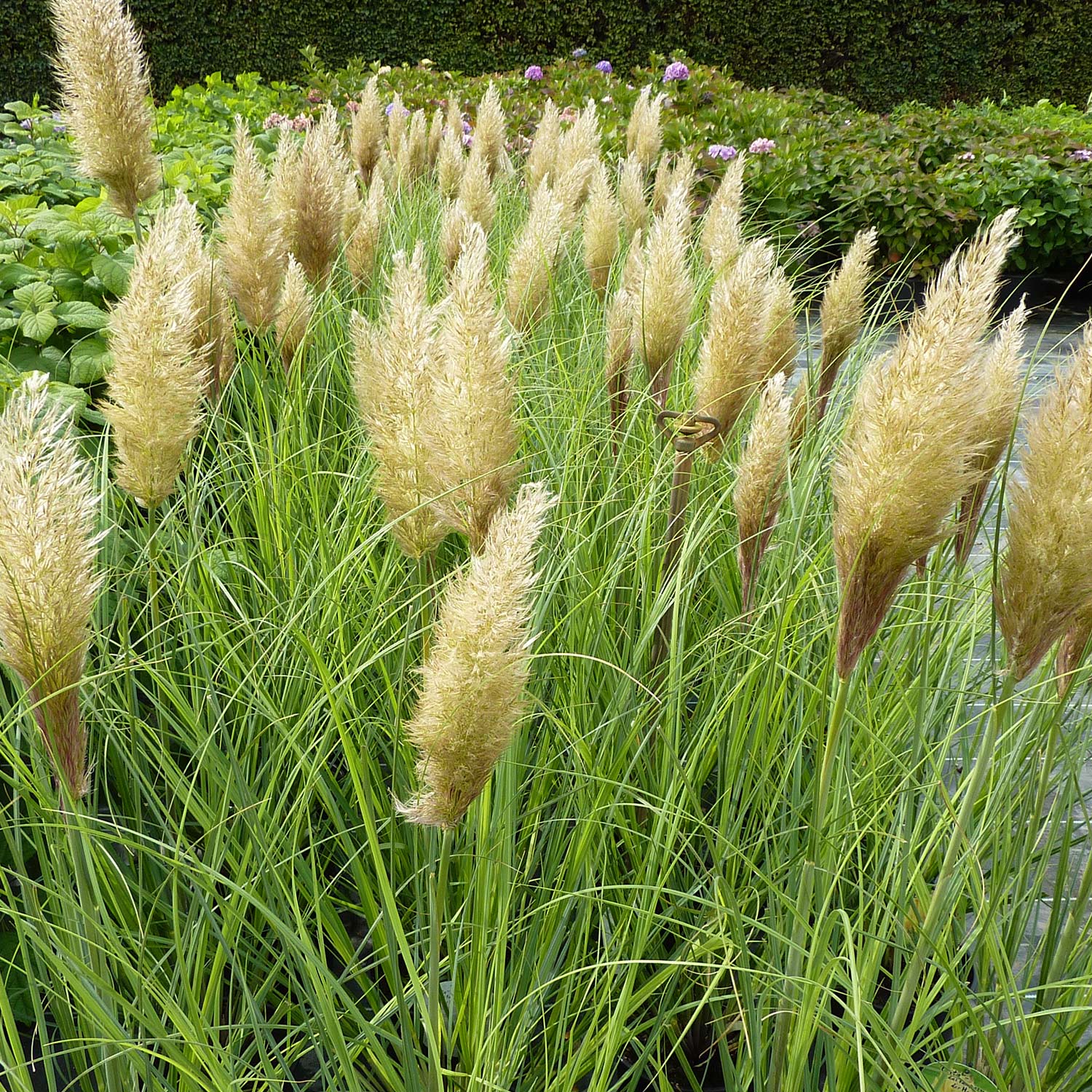 Zwerg-Pampasgras 'Evita' 10 Liter Lieferform: Im 10 Liter Topf