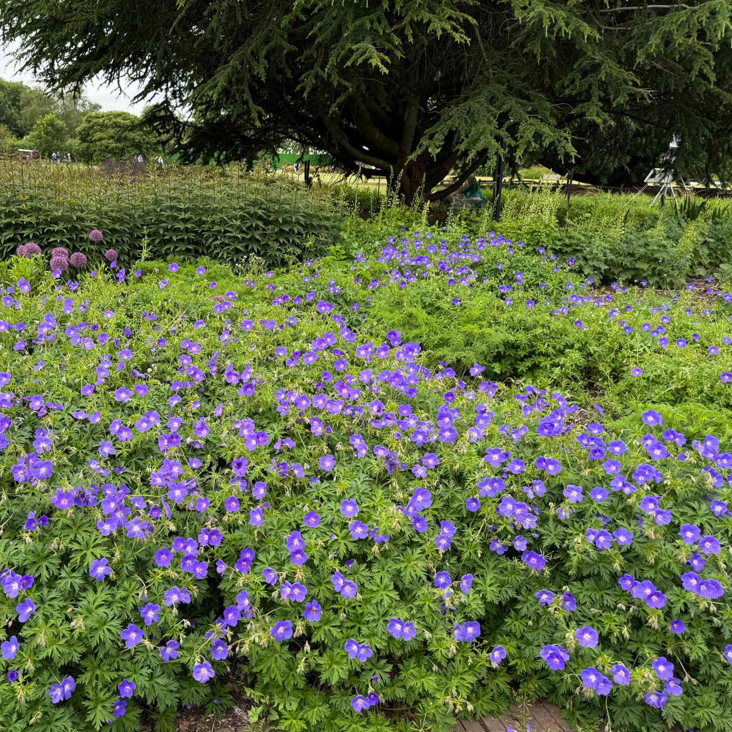 Storchschnabel 'Rozanne®'