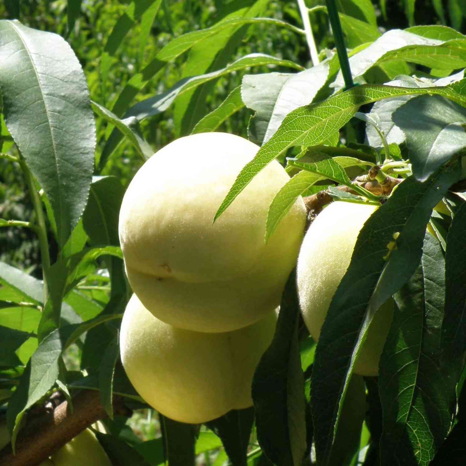 Weißer Pfirsich 'Icepeach' Weißer Pfirsich 'Icepeach'