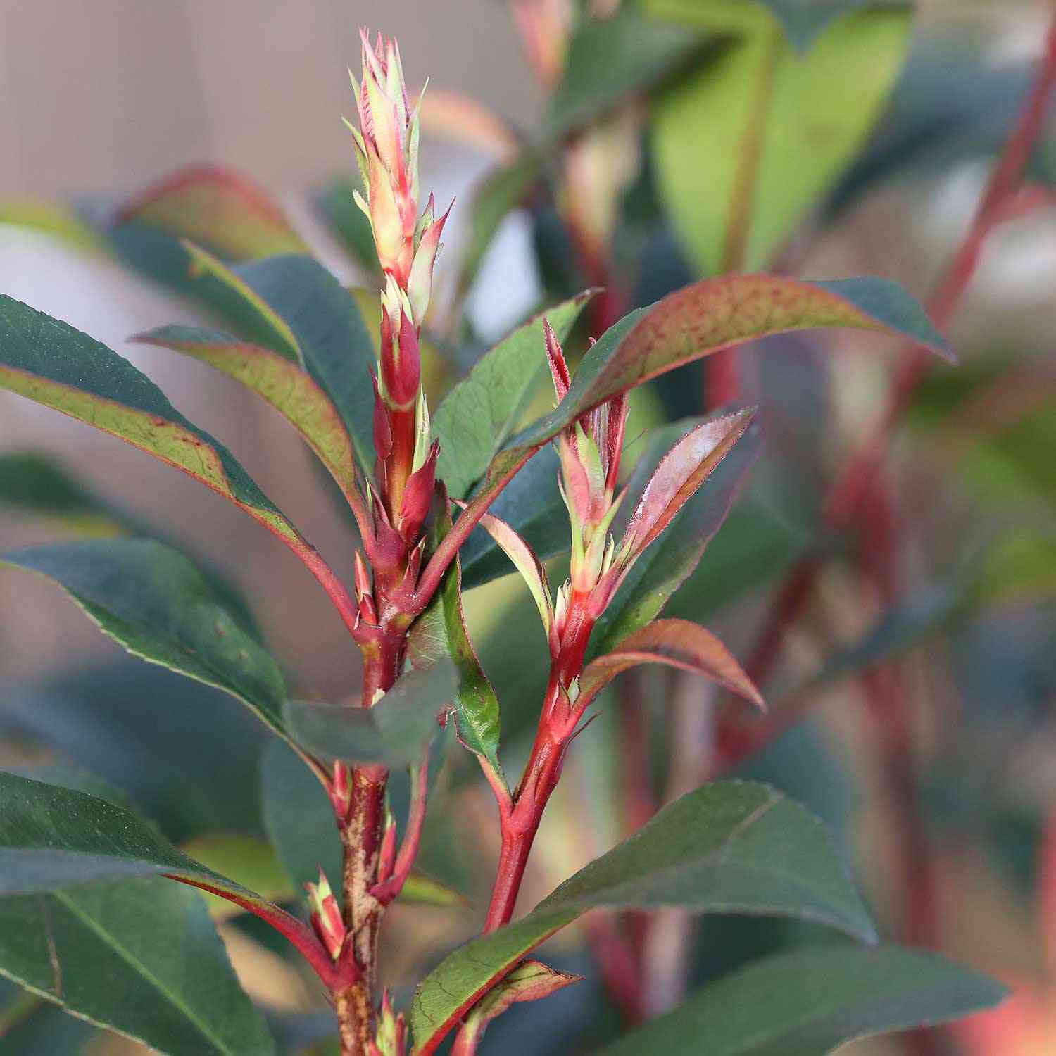 Rote Glanzmispel 'Devil's Dream®' Rote Glanzmispel 'Devil's Dream®'