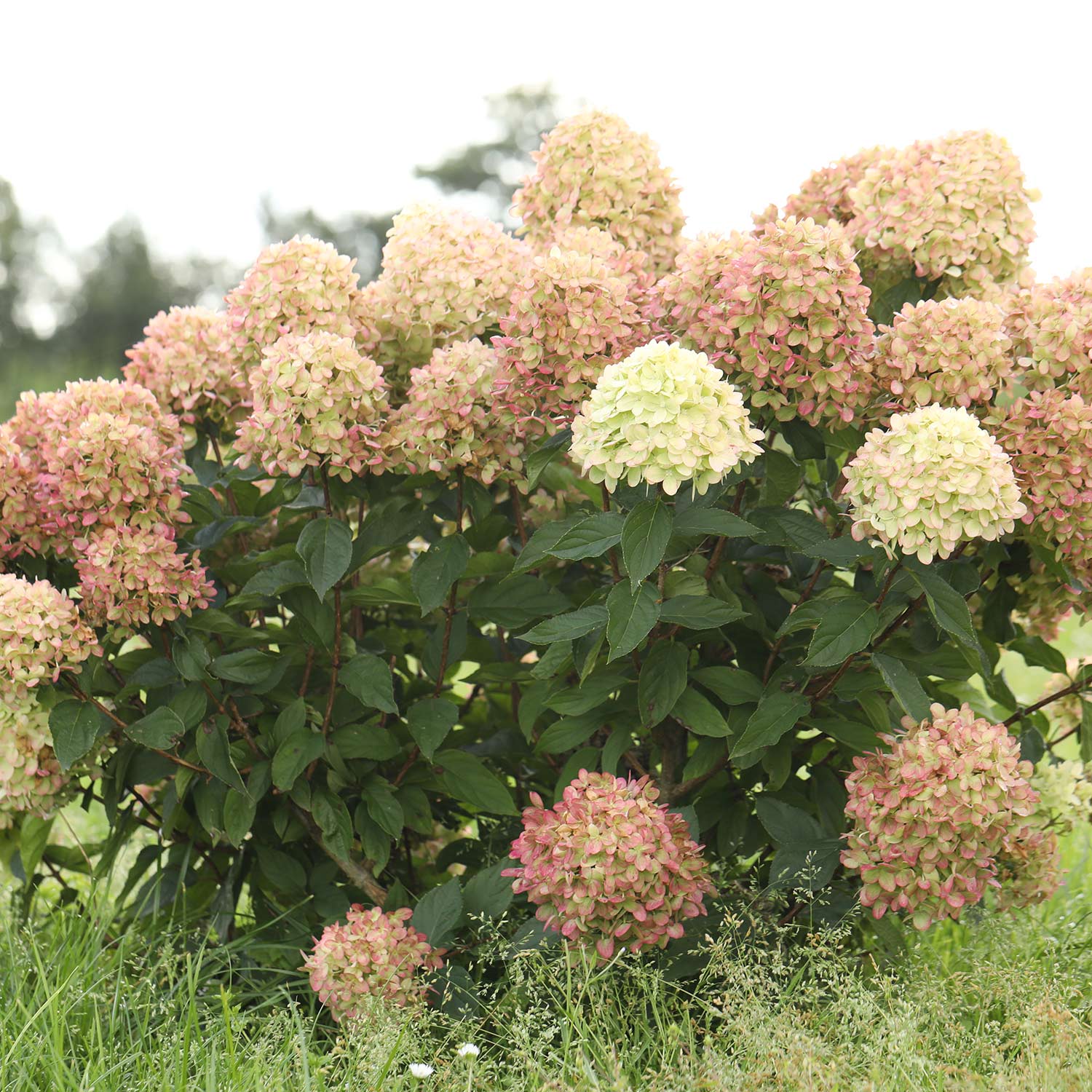 Zwerg-Rispenhortensie 'Little Lime Punch'® Zwerg-Rispenhortensie 'Little Lime Punch'®