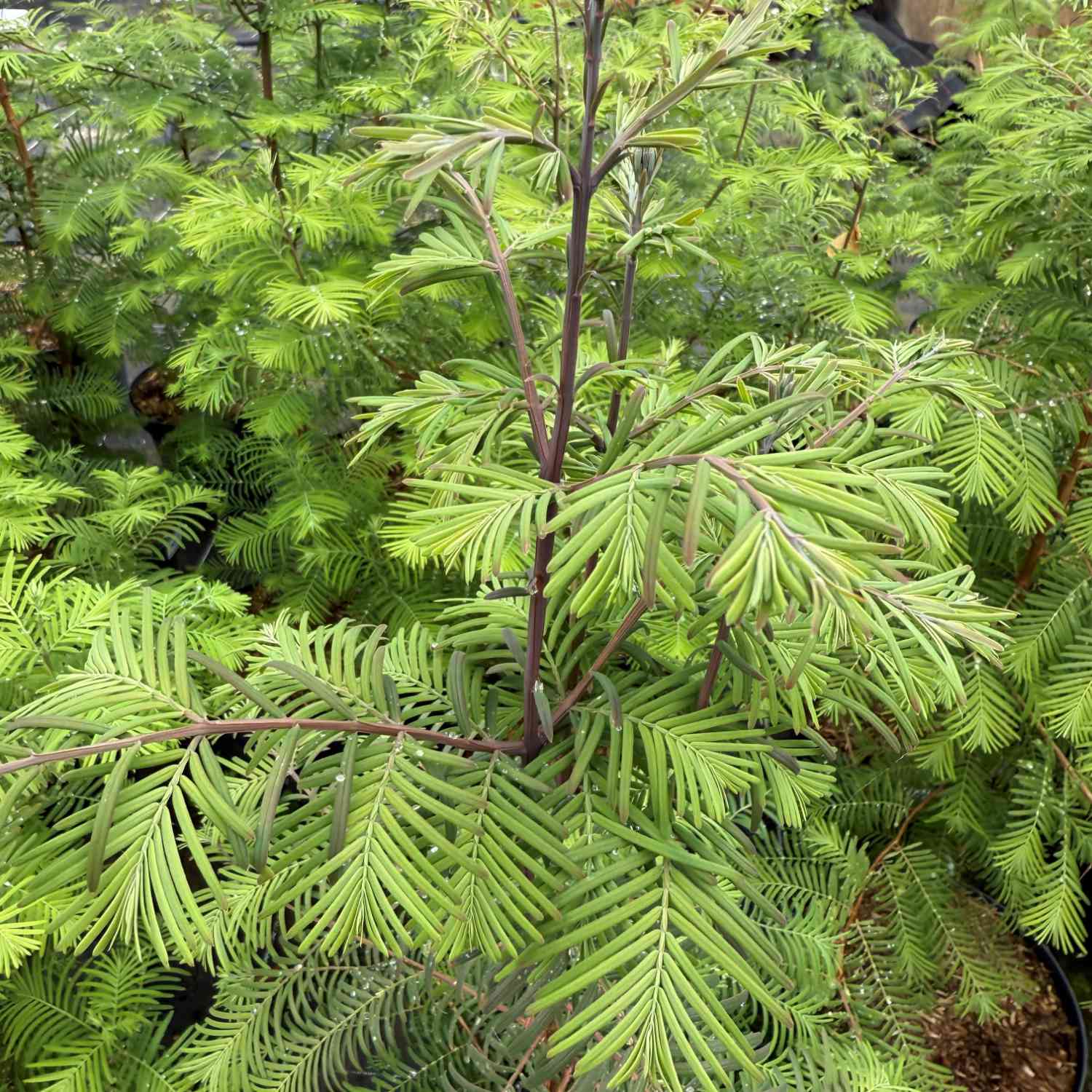 Chinesisches Rotholz Chinesisches Rotholz