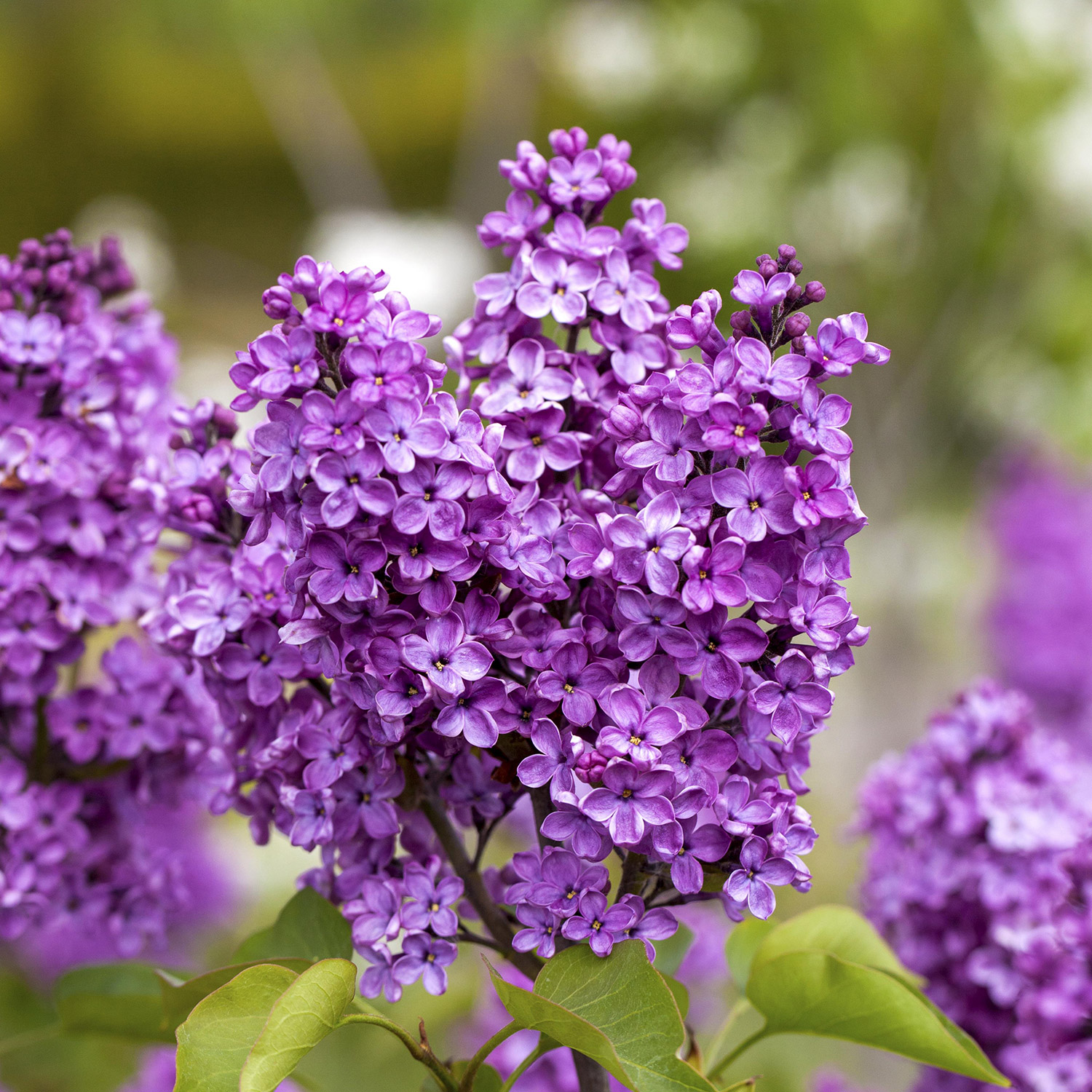 Edelflieder 'Katherine Havemeyer' 2 Liter Container, 30 - 40 cm Liefergröße: 30 - 40 cm