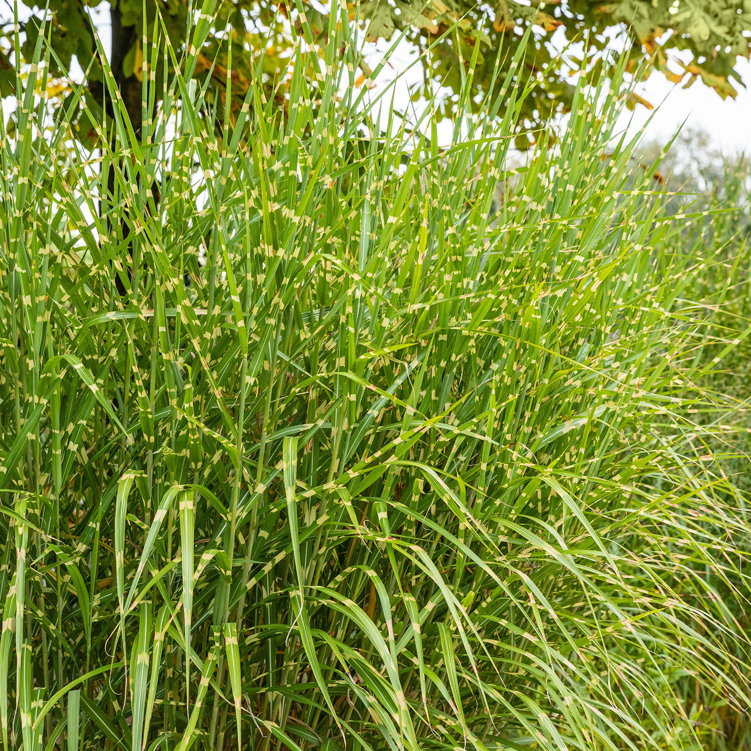 Zebraschilf 'Strictus' Zebraschilf 'Strictus'