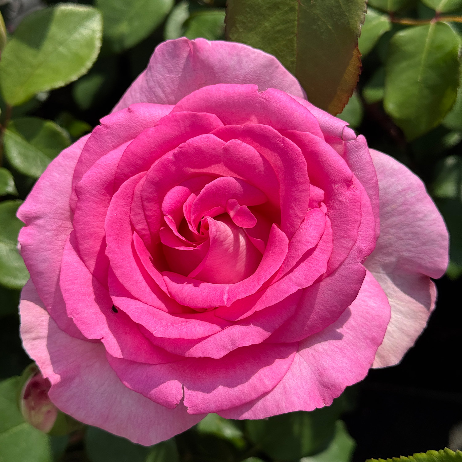 Edelrose 'Beverly'