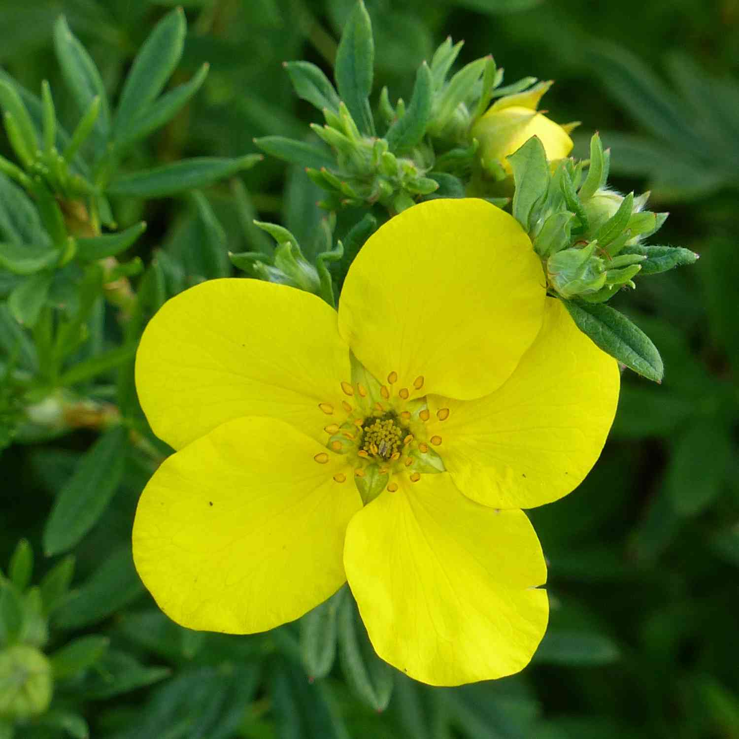 Fingerstrauch 'Goldfinger' Fingerstrauch 'Goldfinger'