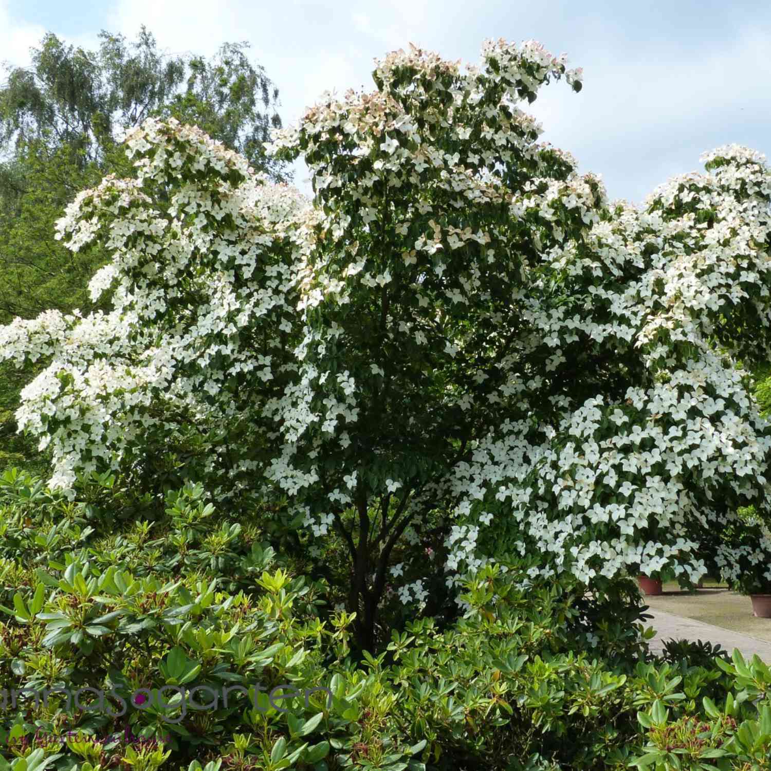 Blumen-Hartriegel 'China Girl' Blumen-Hartriegel 'China Girl'