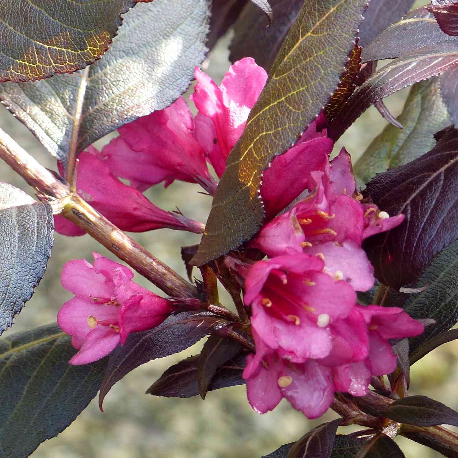 Zwerg-Weigelie 'Minor Black®'
