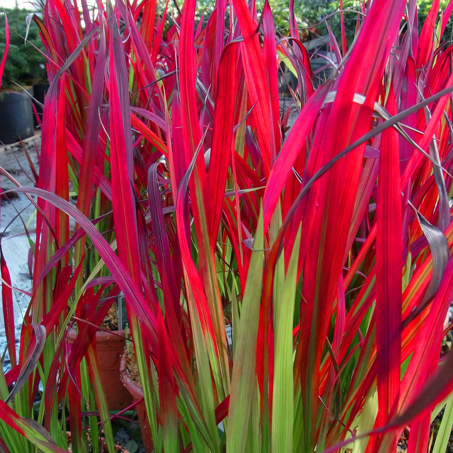 Alang-Gras 'Red Baron' - Japanisches Blutgras Alang-Gras 'Red Baron' - Japanisches Blutgras