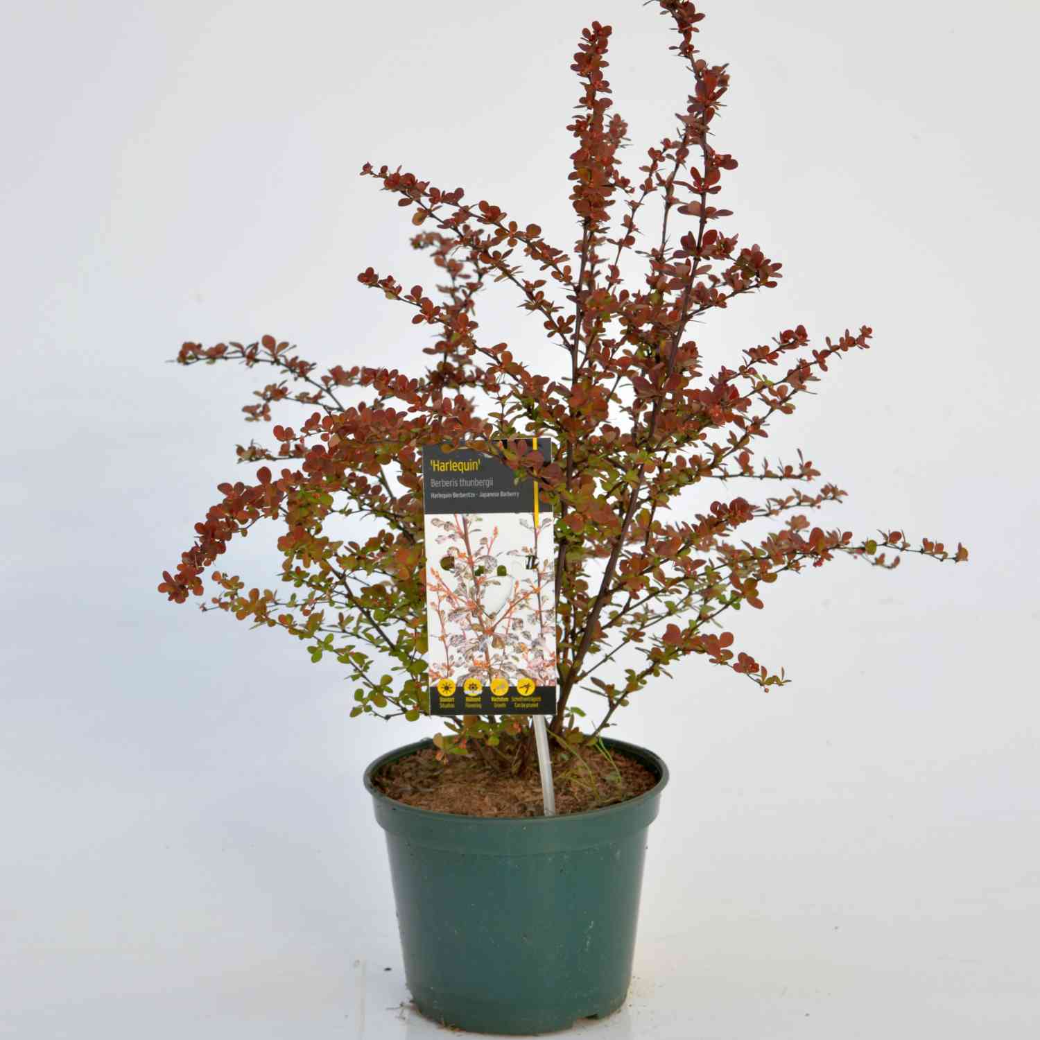 Harlequin Berberitze