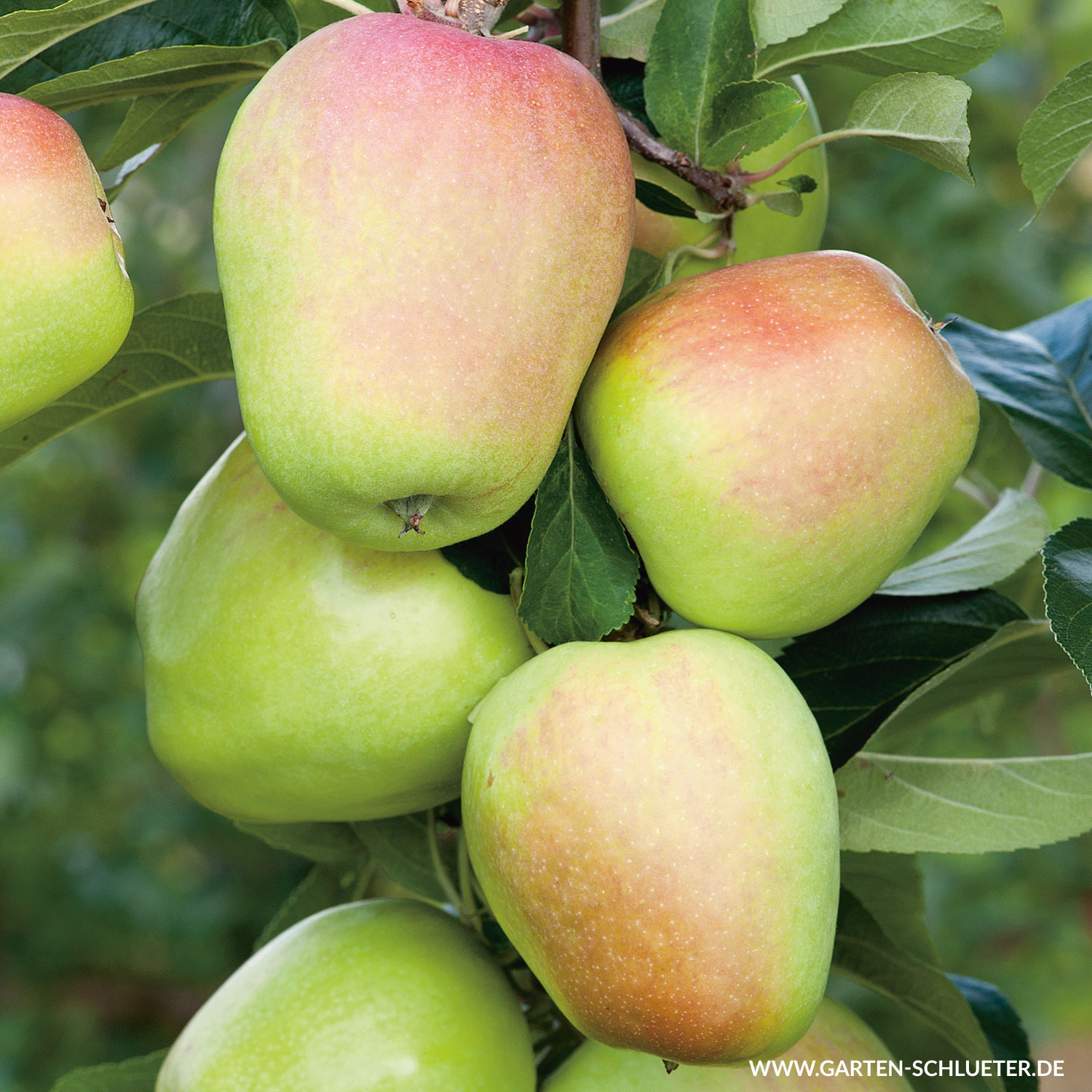 Apfel 'Weißer Winterglockenapfel Liefergröße: 80 - 100 cm