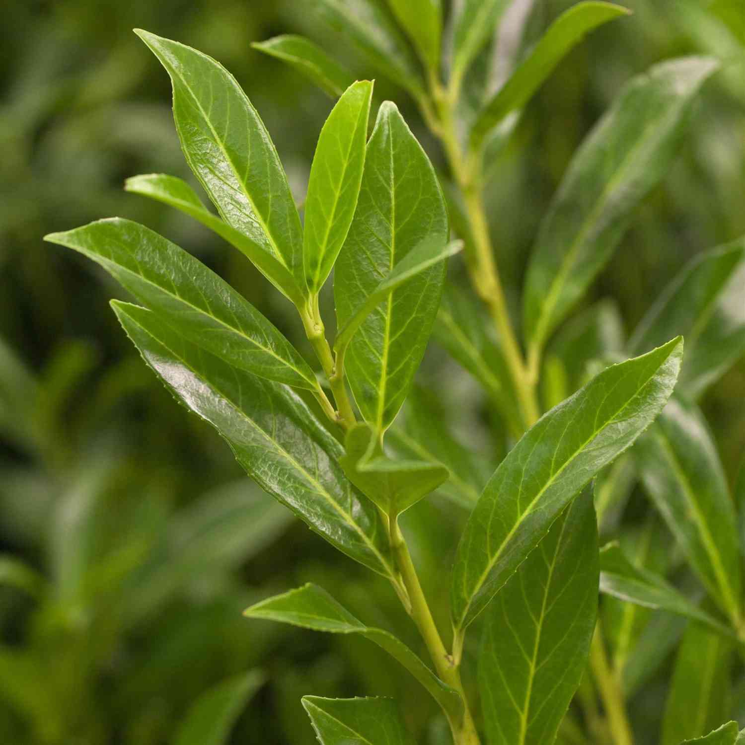 Kirschlorbeer 'Caucasica'