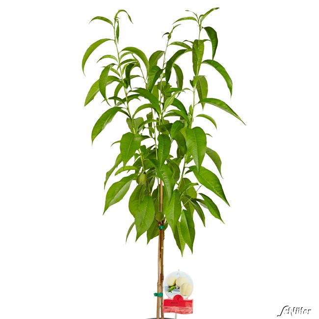 Weißer Pfirsich 'Icepeach' Weißer Pfirsich 'Icepeach'