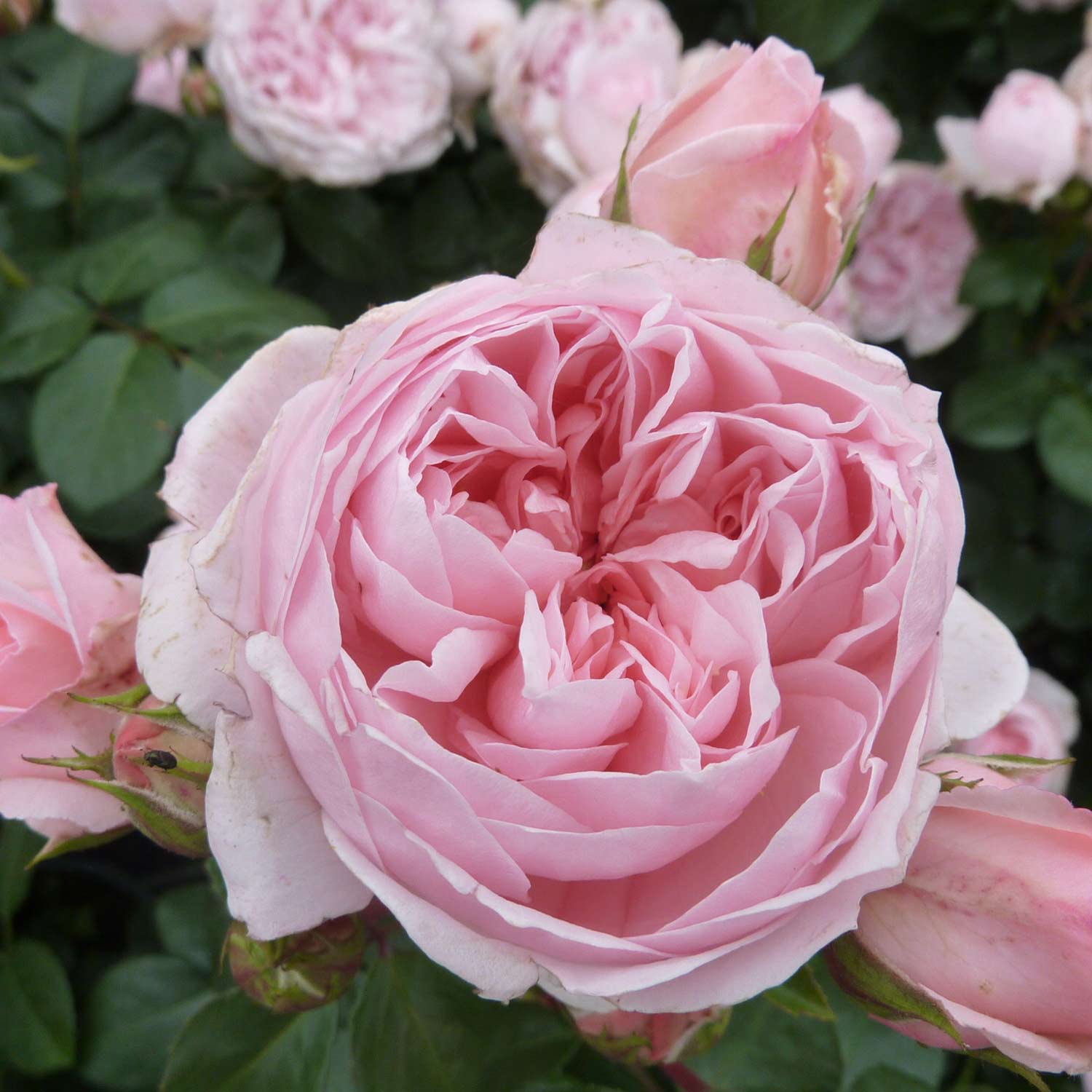 Nostalgische Strauchrose 'Cinderella®', 5 Liter, 3 starke Triebe, A-Qualität Liefergröße: 3 starke Triebe, A-Qualität