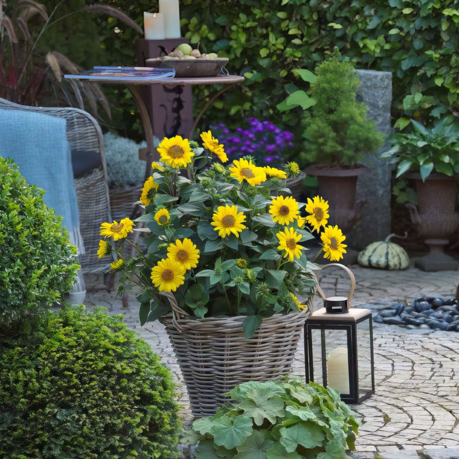 Winterharte Stauden-Sonnenblume 'Suncatcher® Pure Gold' Lieferform: Im 2 Liter Topf