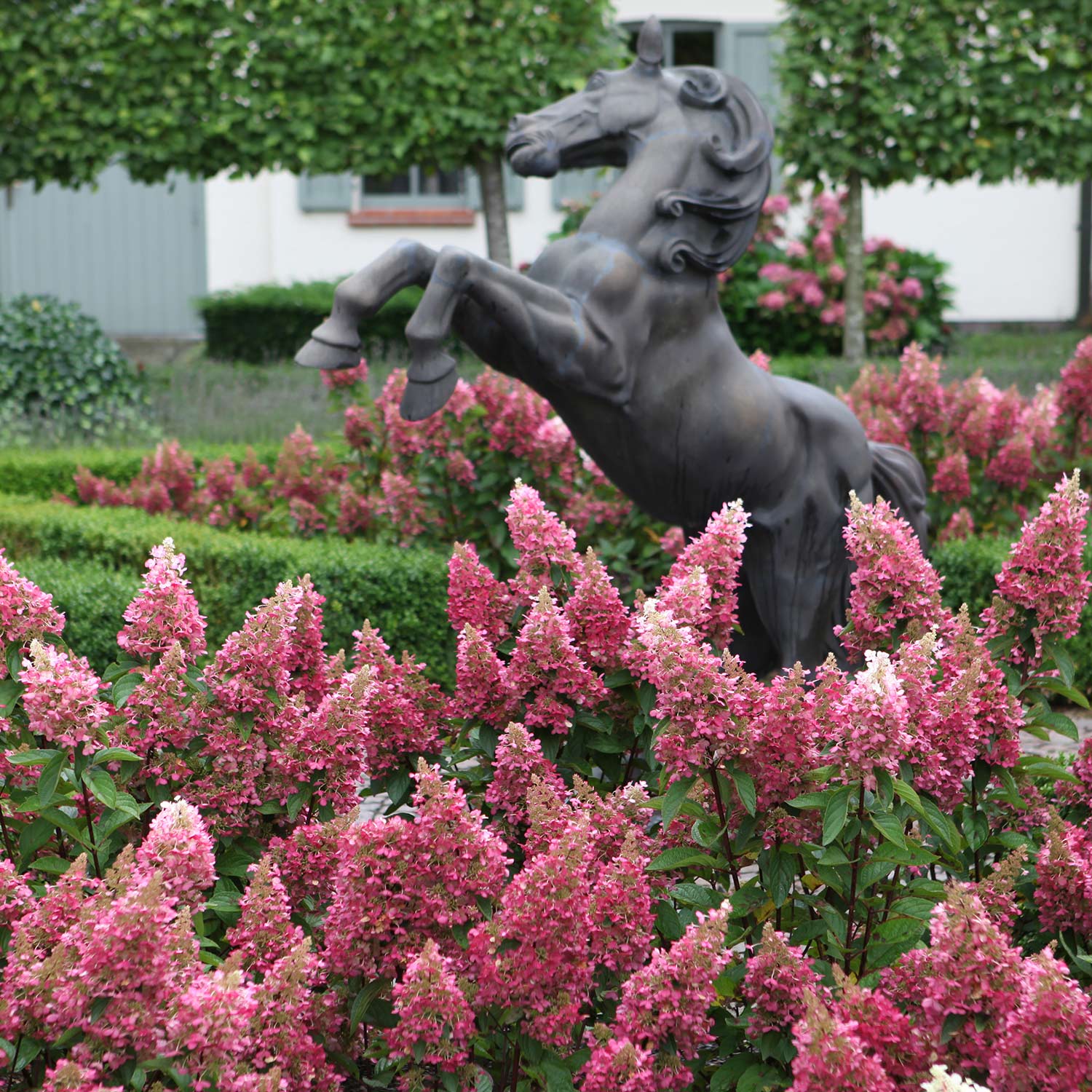 Rispenhortensie 'Pink Lady' Liefergröße: 60 - 80 cm