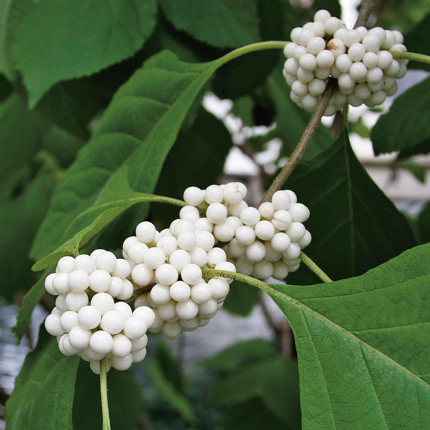 Japanische Schönfrucht 'Leucocarpa' 3 - 5 Liter Container, 40 - 60 cm Liefergröße: 40 - 60 cm