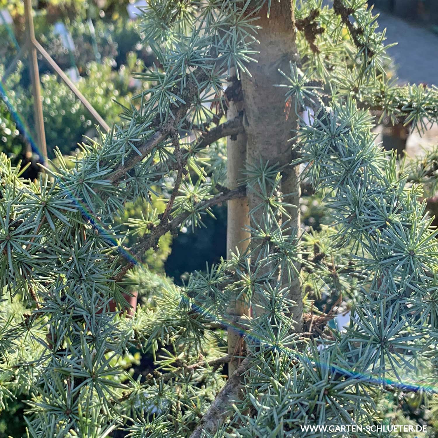 Kategorie <b>Produkt ohne Kategoriezuordnung </b> - Blaue Atlaszeder 'Glauca' Liefergröße: 100 -125 cm - Cedrus atlantica 'Glauca'