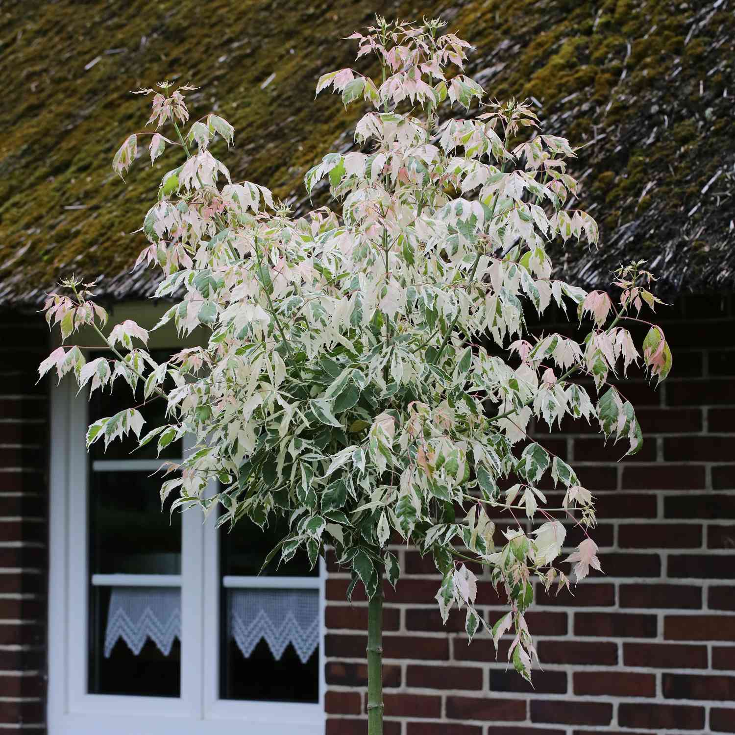 Eschenahorn 'Flamingo' Eschenahorn 'Flamingo'