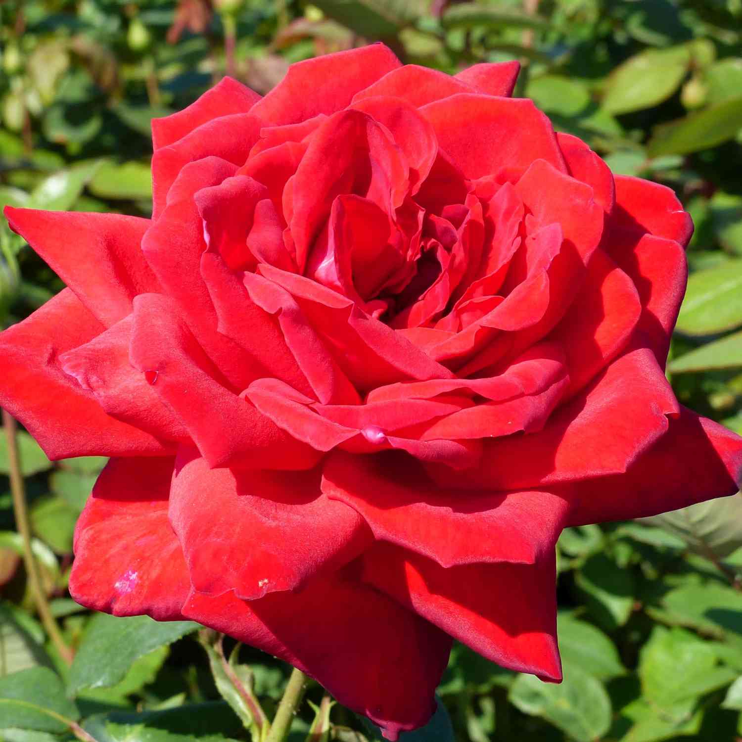 Edelrose 'Burgund 81®' Edelrose 'Burgund 81®'