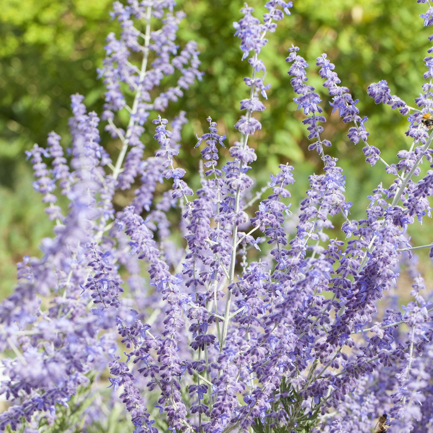 Blauraute 'Little Spire®'