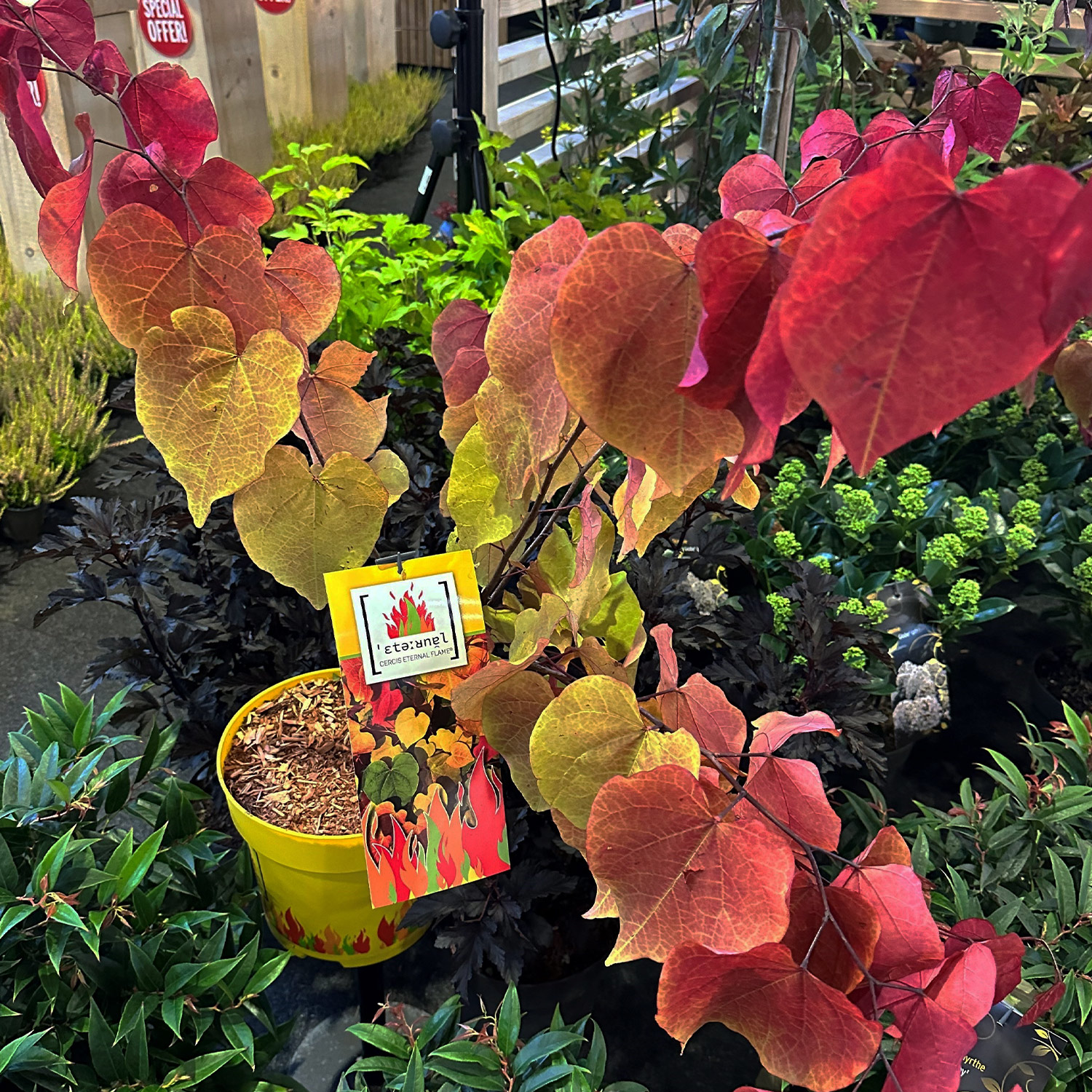 Kategorie <b>Rhododendren, Azaleen und Heide </b> - Kanadischer Judasbaum 'Eternal Flame' Liefergröße: 60 - 80 cm - Cercis canadensis 'Eternal Flame'