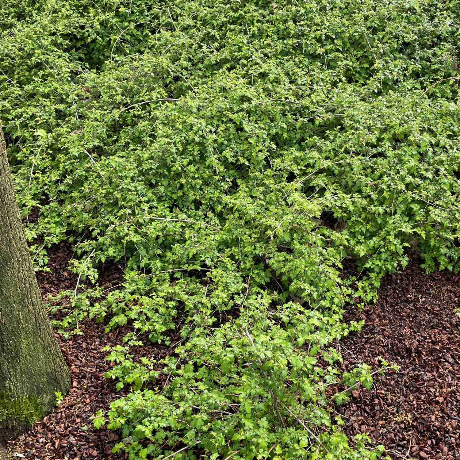 Niedrige Kranzspiere 'Crispa'