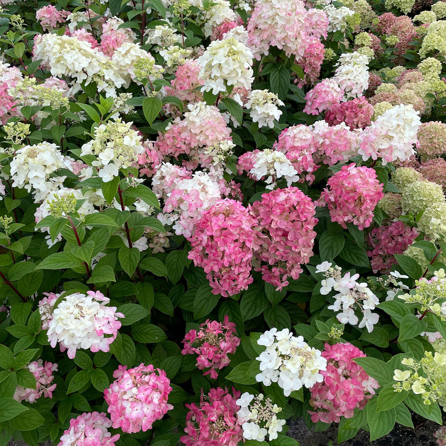 Rispenhortensie Proven Winners® 'Fire Light' C5 80 - 100 Liefergröße: 80 - 100 cm