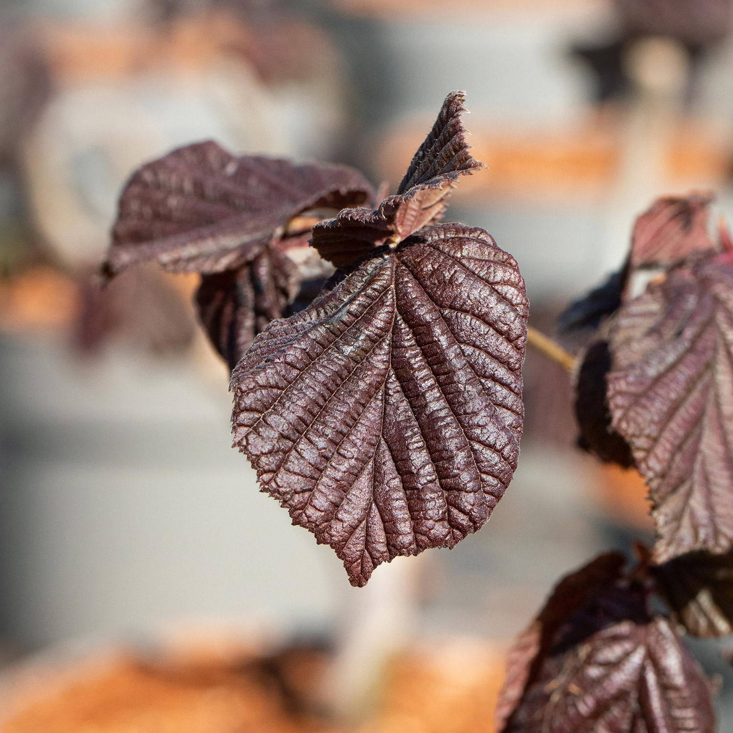 Bluthasel 'Purpurea' - Purpurhasel Liefergröße: 60 - 100 cm