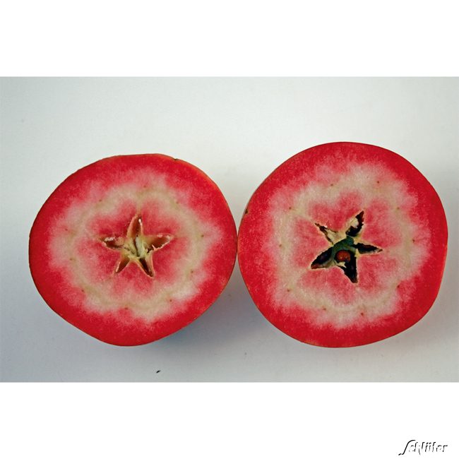 Apfel 'Redlove® Era®'