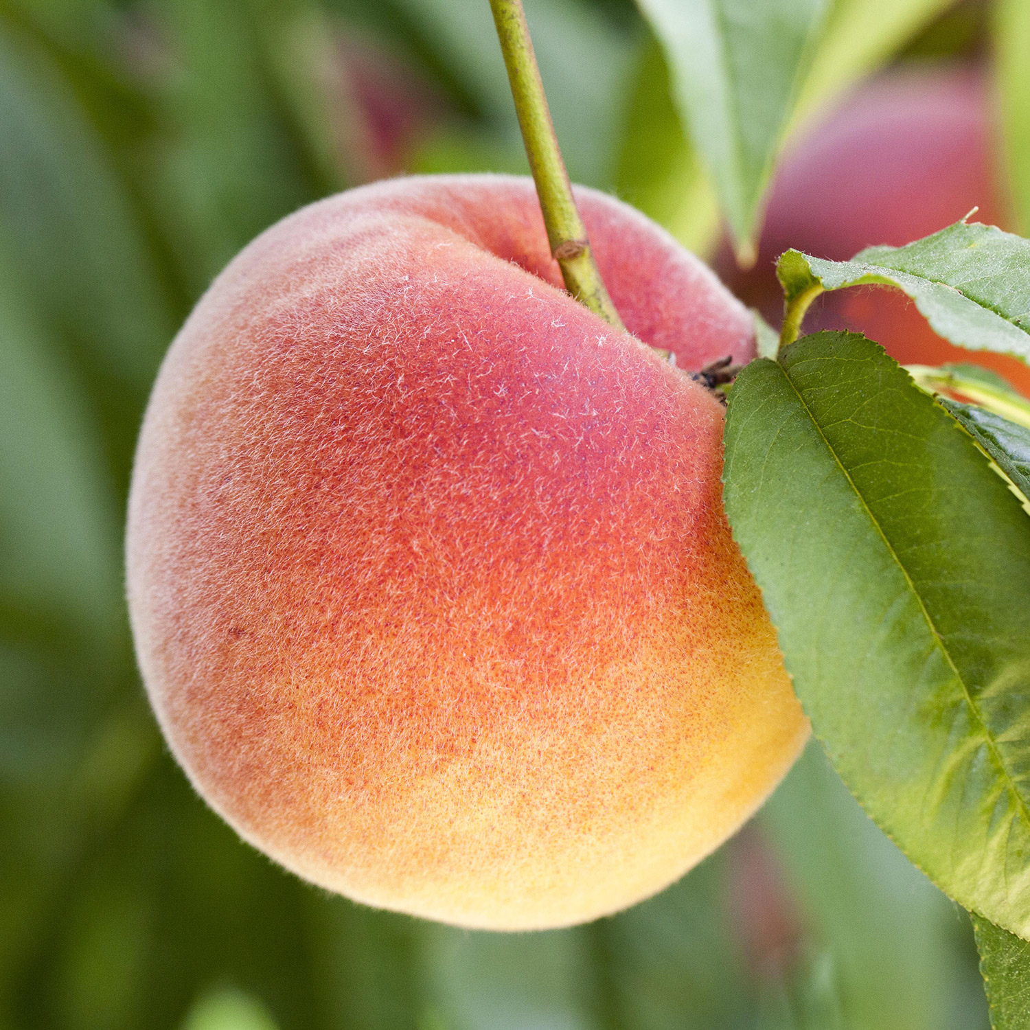 Säulen-Pfirsich 'Aida' Lieferform: Im 5 Liter Topf