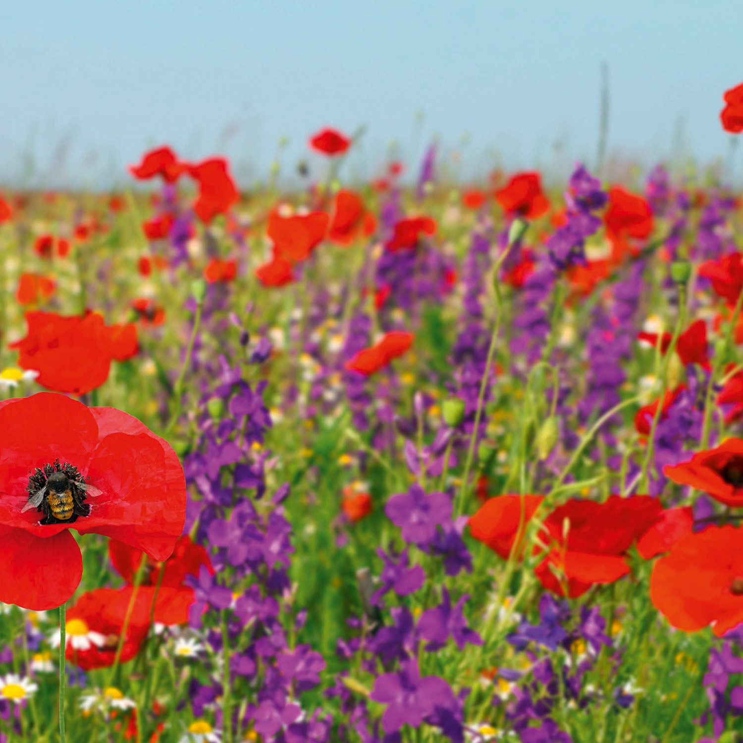 Nützlingsparadies - ca. 40 m² Nützlingsparadies - ca. 40 m²