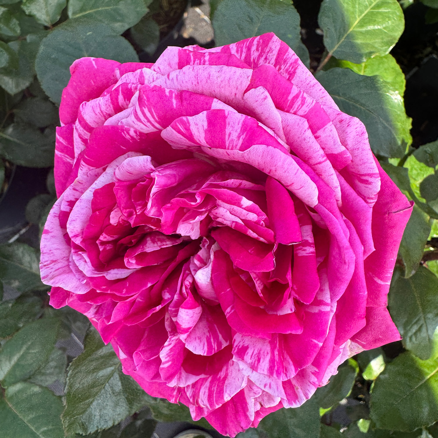 Duftrose Nirparfum® 'Crazy Fashion®' Duftrose Nirparfum® 'Crazy Fashion®'