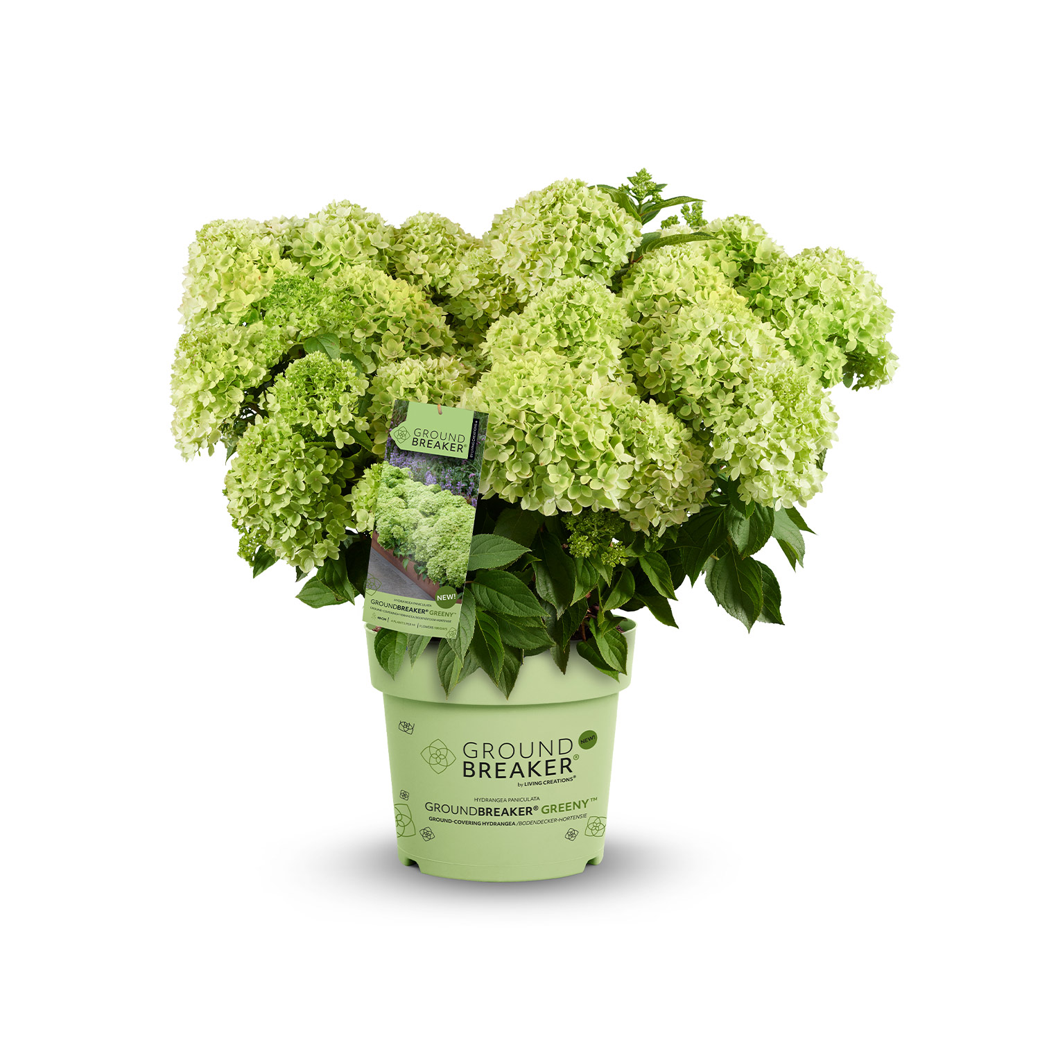 Kategorie <b>Blütensträucher und Ziergehölze </b> - Zwerg-Rispenhortensie 'Groundbreaker® Greeny' C5 Lieferform: Im 5 Liter Topf - Hydrangea paniculata 'Groundbreaker® Greeny'