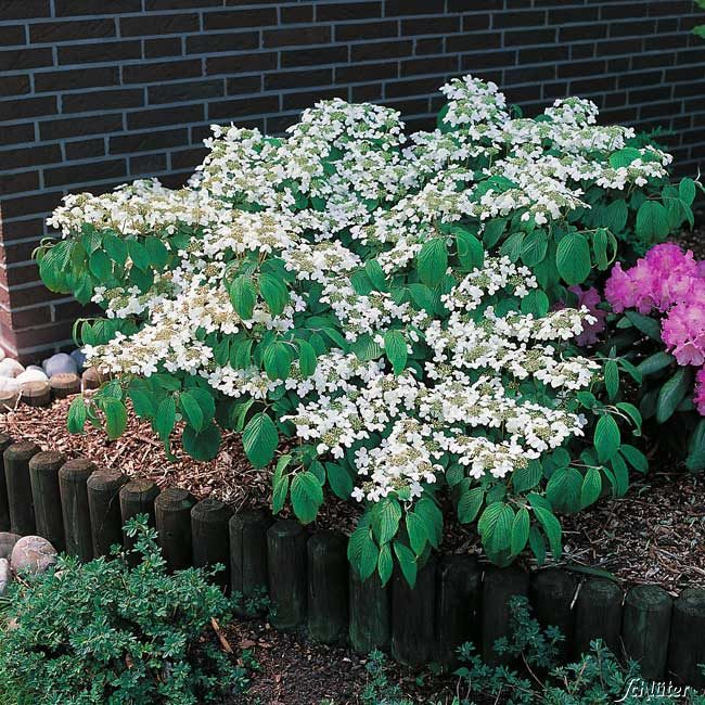 Kategorie <b>Produkt ohne Kategoriezuordnung </b> - Japanischer Schneeball 'Mariesii', 5 Liter, 60 - 80cm Liefergröße: 60 - 80 cm - Viburnum plicatum mariesii