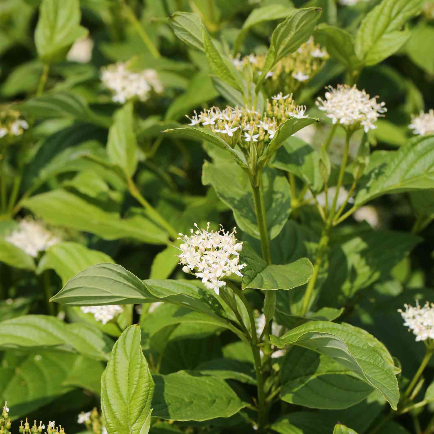 Gelbholz Hartriegel 'Flaviramea'