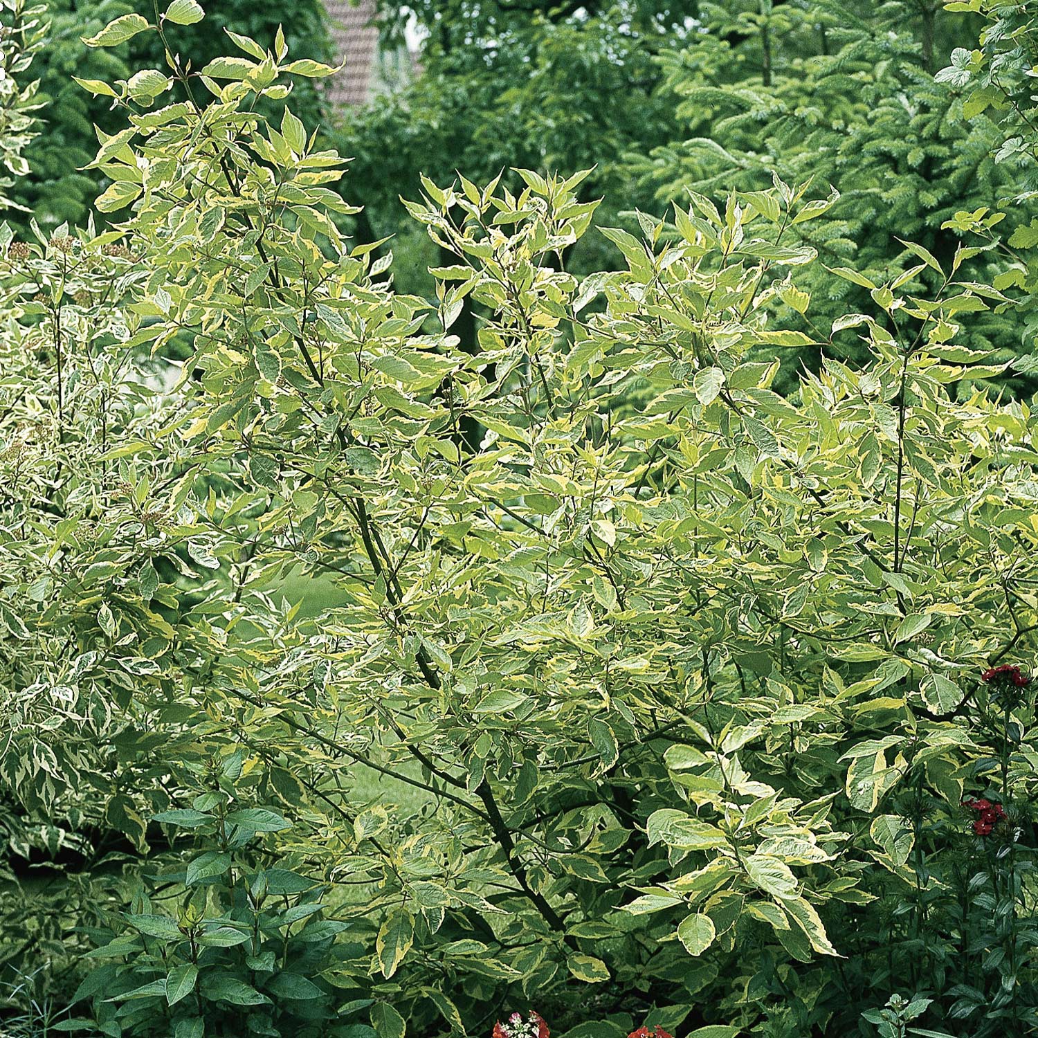 Gelbbunter Hartriegel C3 60 - 80 cm Liefergröße: 60 - 80 cm